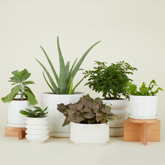 A collection of various potted plants in white ceramic containers, arranged on a neutral background. Some pots are elevated on small wooden stands.